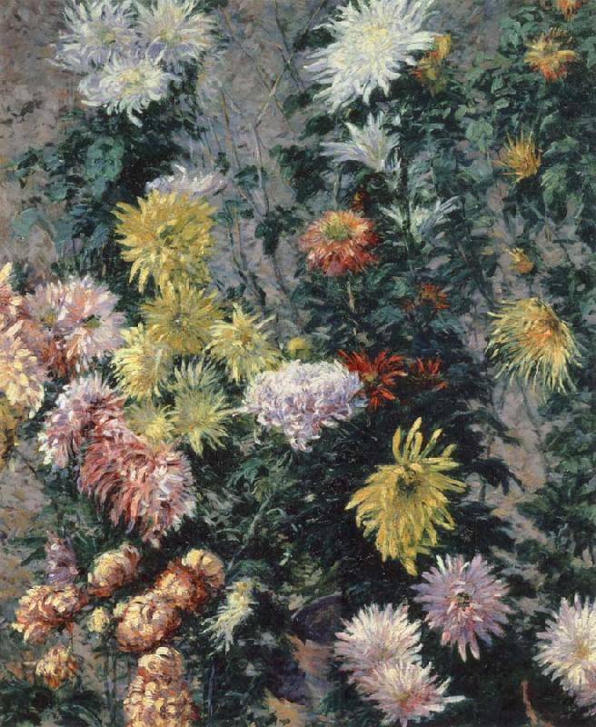 Gustave Caillebotte Chrysanthemums,Garden at Petit Gennevilliers Spain oil painting art